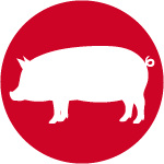 Icon of white pig on red background